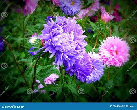 Aster Flower And Meaning