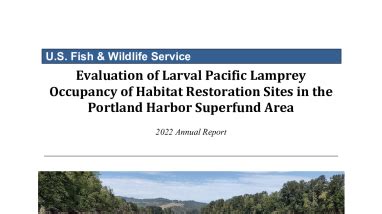 Evaluation of Larval Pacific Lamprey Occupancy of Habitat Restoration ...