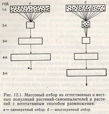 Массовый отбор. Методы отбора растений