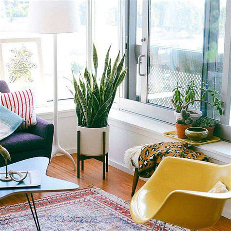 Buy Delightful 1BHK (Classic) Plant Decor Pack online from Nurserylive ...