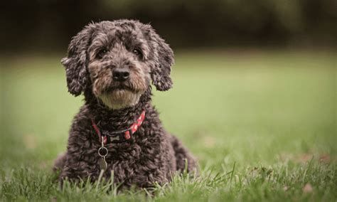 Image result for Cockapoo Puppy Weight Chart