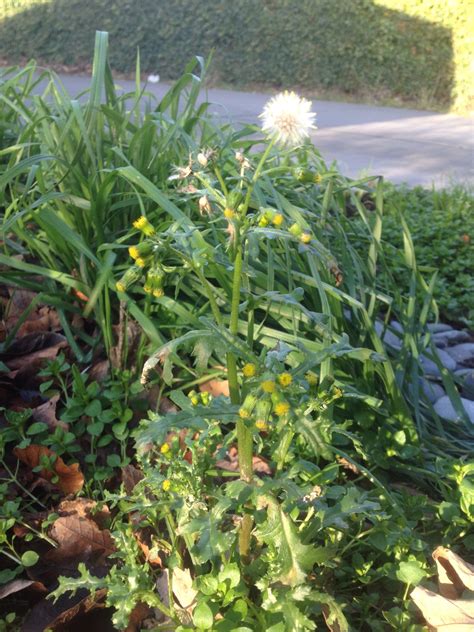 Image result for Arduino Weed Identifier Python