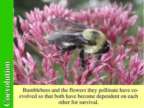 Image result for Coveolution Example