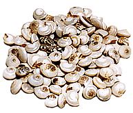 S B Enterprise >> Manufacturer Wholesaler Exporter :: Sea Shells