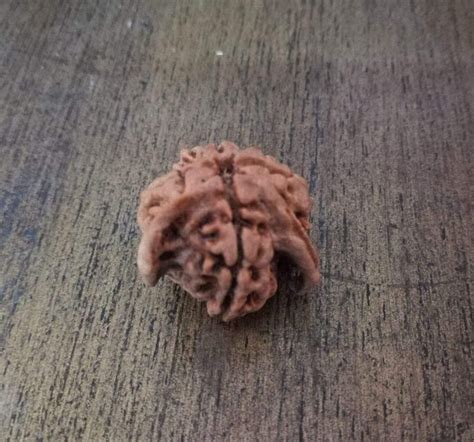 Nandi Rudraksha (Double Ganesha) Nepali – Kalyanastrogems