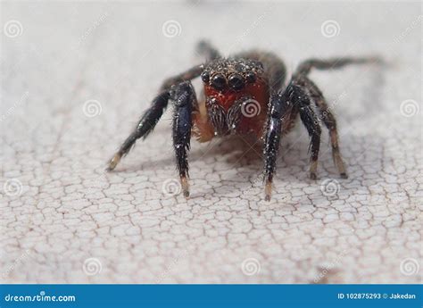 Red face jumping spider stock image. Image of arthropod - 102875293