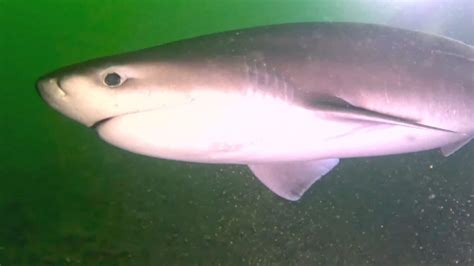 Scuba divers in awe as deep-water shark ends up in shallow Vancouver Island waters | CBC News