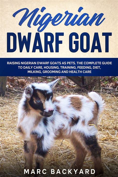 Nigerian Dwarf Goats Full Grown