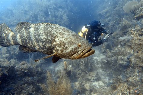 Giant Grouper