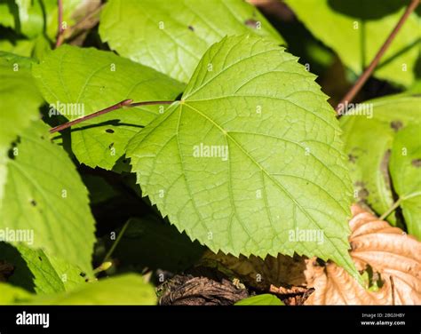 Serrate leaf. Closeup of a green leaf with serrated edge. Serrated leaf ...
