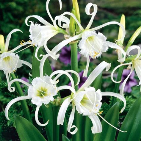 White Spider Lily (Hymenocallis carolinia) Fragrant Flowering Live Pla ...