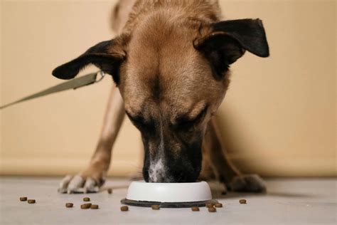 Dog Food Aggression: Powerful Training Tips to Stop Guarding Behavior