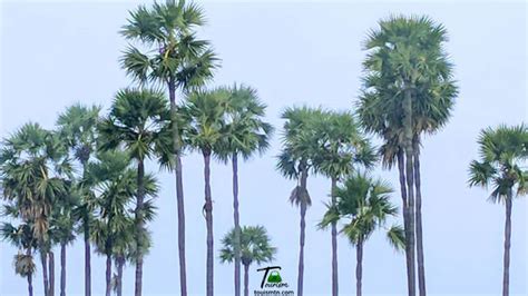 Image result for Random Triangle Pattern Retro Transparent Background