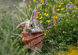 Image result for Watercolor Bunny with Flower Crown