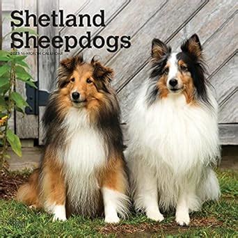 Shetland Sheepdogs 2023 Square Calendar : Amazon.in: Books