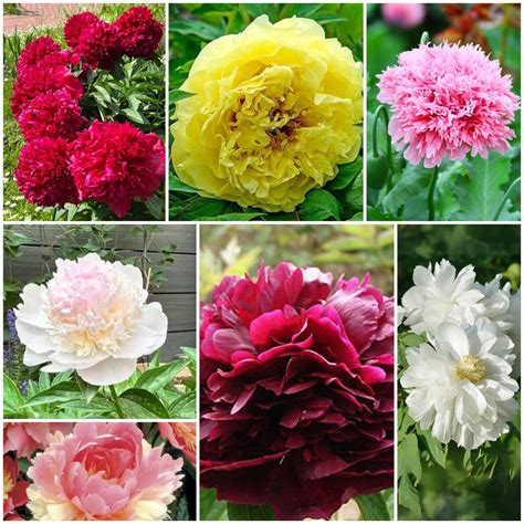 Peony Seeds | Elegant Garden Flower Seeds for Planting