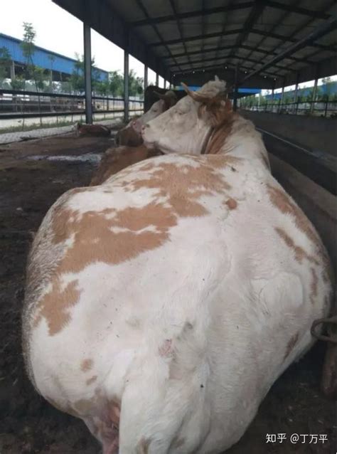 西门塔尔牛肉牛好养吗 肉牛犊图片 西门塔尔牛养殖场-阿里巴巴