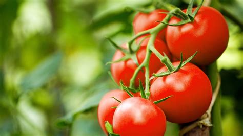 Nightshades - What are Nightshades & List of Nightshades vegetables ...