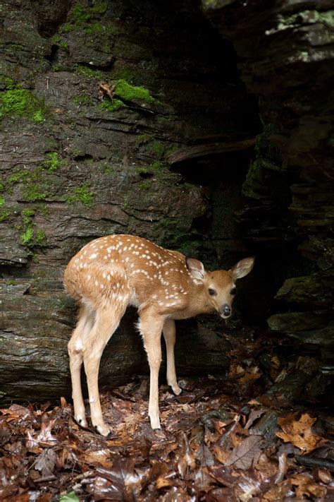 Learn about Wildlife, 138 Bushkill Falls Trail, Bushkill, PA, United ...