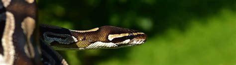 Image result for How Fast Can a Python Move
