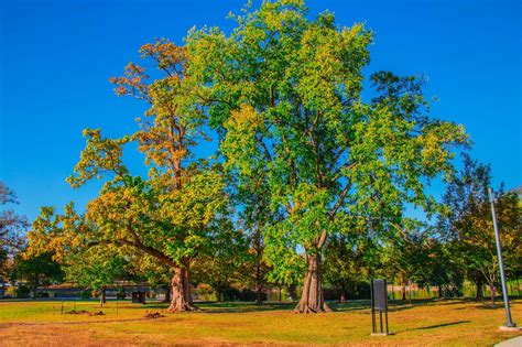 Local Plant Source 的图像结果