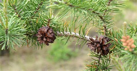 U.S. Fish and Wildlife Service Seeks Public Input on Draft ...