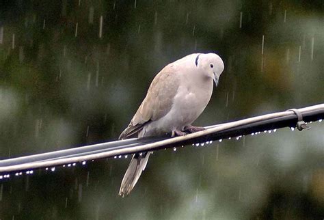 Зимно утро | Издателство “Либра Скорп”