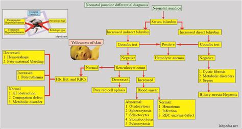 Image result for Neonatal Jaundice Algorithm