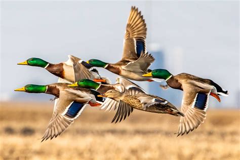 DU Recognizes Contributions to Wetlands and Waterfowl Conservation ...