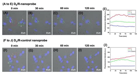 Visualization and Comparison of the Level of Apurinic/Apyrimidinic ...