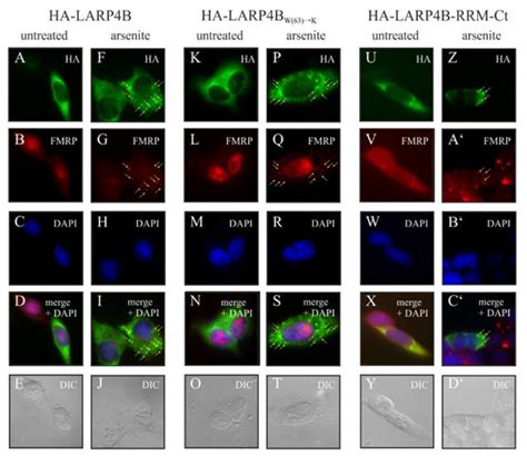 Biomolecules | Special Issue : Ribonucleoprotein Particles (RNPs): From ...