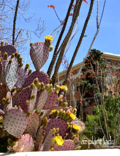 Purple-Santa-Rita-Prickly-Pear-Flowers - Desert Gardening 101