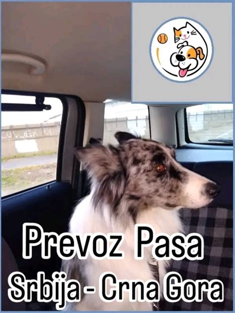 Prevoz Pasa i Mačaka Srbija - Crna Gora, pojedinačni i grupni prevoz ...