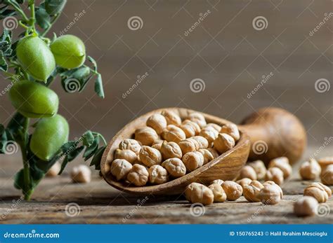 Uncooked Dried Chickpeas in Wooden Shovel with Raw Green Chickpea Pod ...