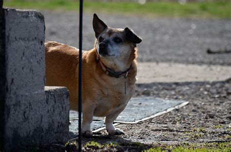 Black Corgi Dachshund Mix