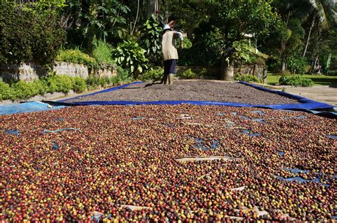 Image result for Java Coffee Plantation