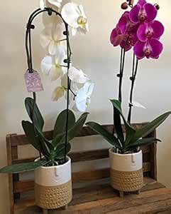 Cloud Farm Live Rare Exotic Orchid Indoor Flower Plant 2 Different ...