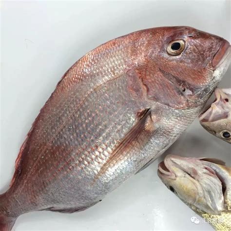 东海海鱼大全｜东海经常能捕到的食用鱼，你都认识吗？_舟山