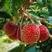 Pulasan Fruit Plants (Nephelium Mutabile) – veliyathgardens