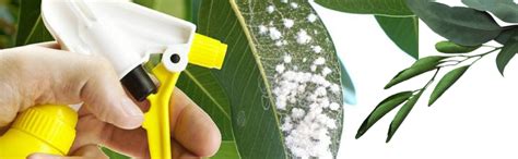 Utkarsh Thripoz | Natural Plants Extract Against Thrips | Natural Plant ...