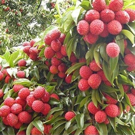 Globalplants Litchi Plant Price in India - Buy Globalplants Litchi ...