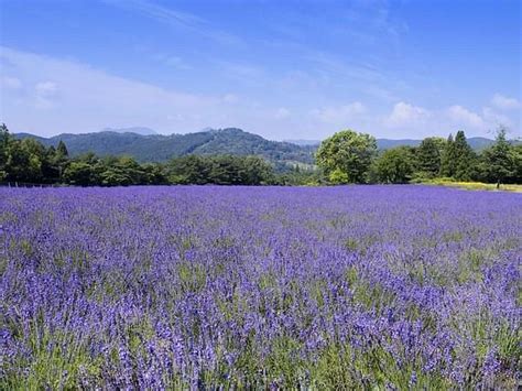 MENARD AOYAMA RESORT HERB GARDEN - All You Need to Know BEFORE You Go ...
