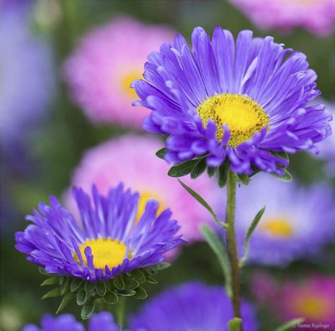 Vital transparency : spiritual meaning of flower, The Mother