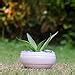 Lasaki Bowl small white Ceramic Pots for Indoor Plants, Planters ...