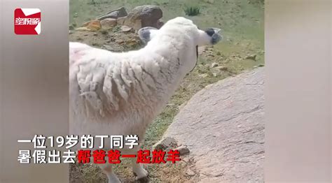 女大学生暑假回家放羊 结果把自己和羊放丢了——上海热线新闻频道