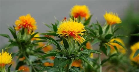 Safflower - Carthamus tinctorius | Plants | Kew