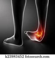 Ankle Images | Our Top 1000+ Ankle Stock Photos | Fotosearch