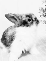 Image result for Baby Bunnies with Flowers