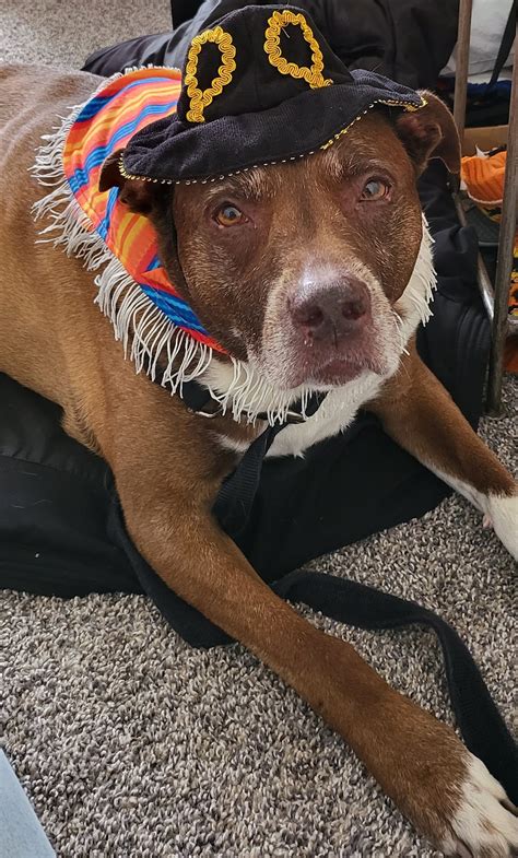 HUMANE SOCIETY OF WESTMORELAND COUNTY GREENSBURG, PA - Greensburg PA ...