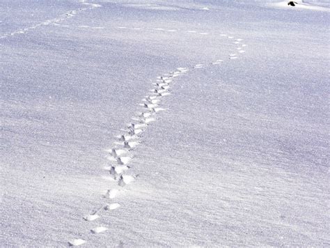 Osterhasen im Schnee – Wetterbesserung in Sicht - UnserTirol24
